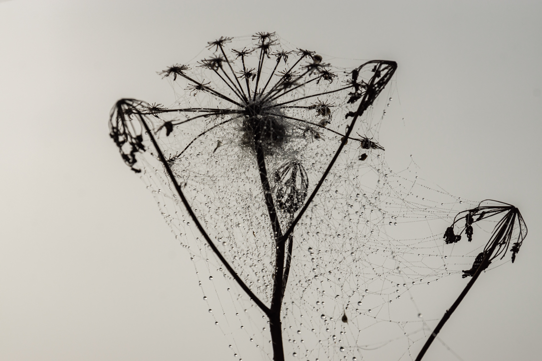 Туман в долине Туман в долине