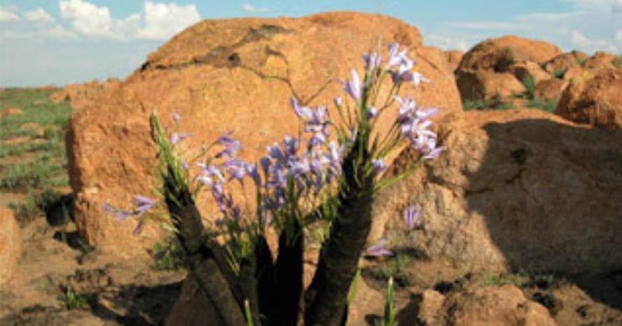 Jawaban Lks Bab Flora Dan Fauna Terlengkap