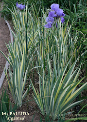 Iris pallida