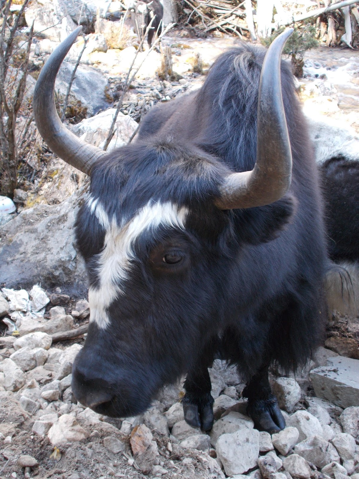 Вокруг Манаслу, долина Цум, Нар-Пу. Непал 2017.