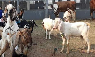 Jualan kambing menjelang Hari Raya Idul Adha