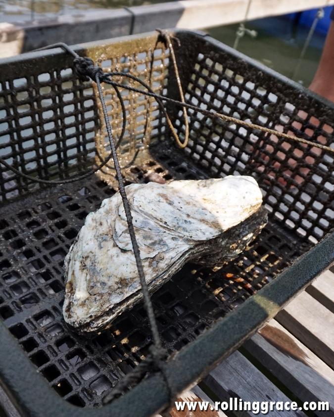 Fresh River Oysters at Bakau Hijau Sungai Merbok, Kedah, Malaysia