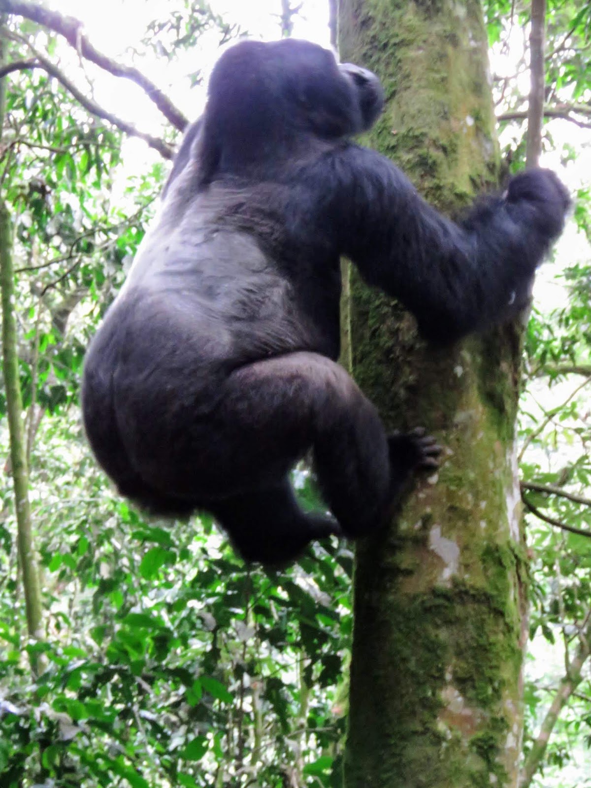 The Secret Life Of Tree Climbing Gorillas - 564gp04