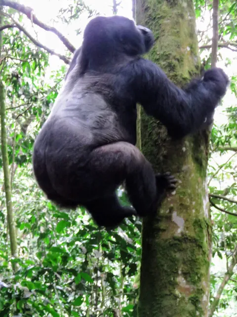 Silverback mountain gorilla of the Nkuringo family in Western Uganda climbing a tree