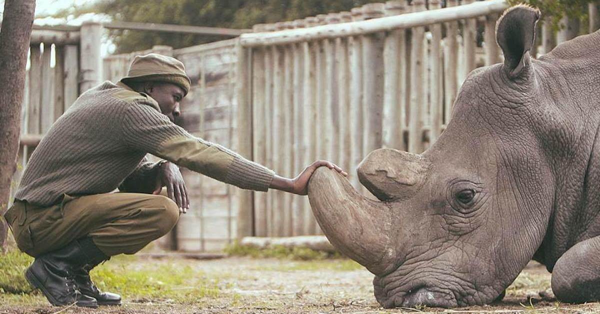 A Man Is Protecting The Last Two Northern White Rhinos Alive (Interview)