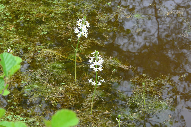 Hottonia palustris Hottonia palustris