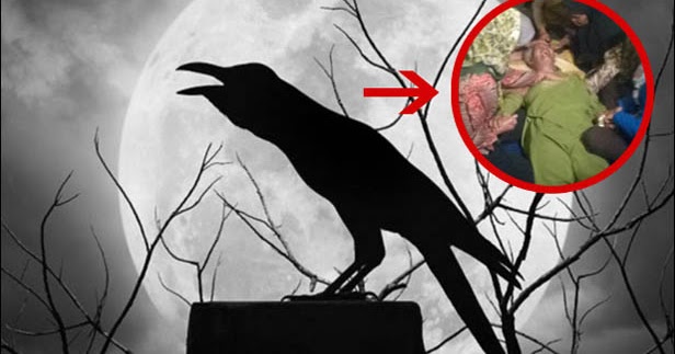 50++ Burung sriti masuk rumah pertanda apa terbaru