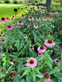 coneflowers