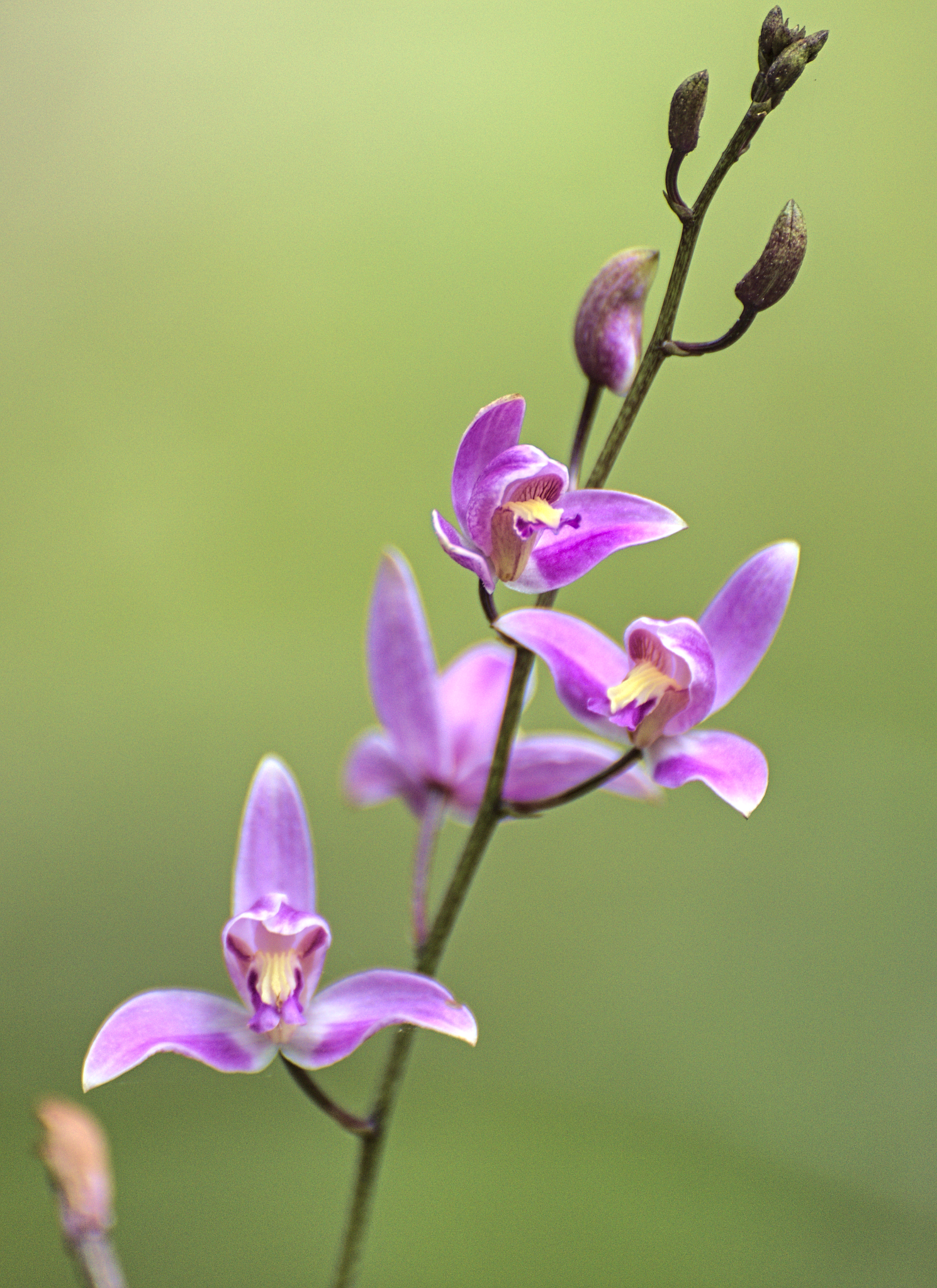 Petén en Fotos: Orquídea de Candelaria (Bletia purpurea) en reservorio de  Templo VI de Tikal - Flores