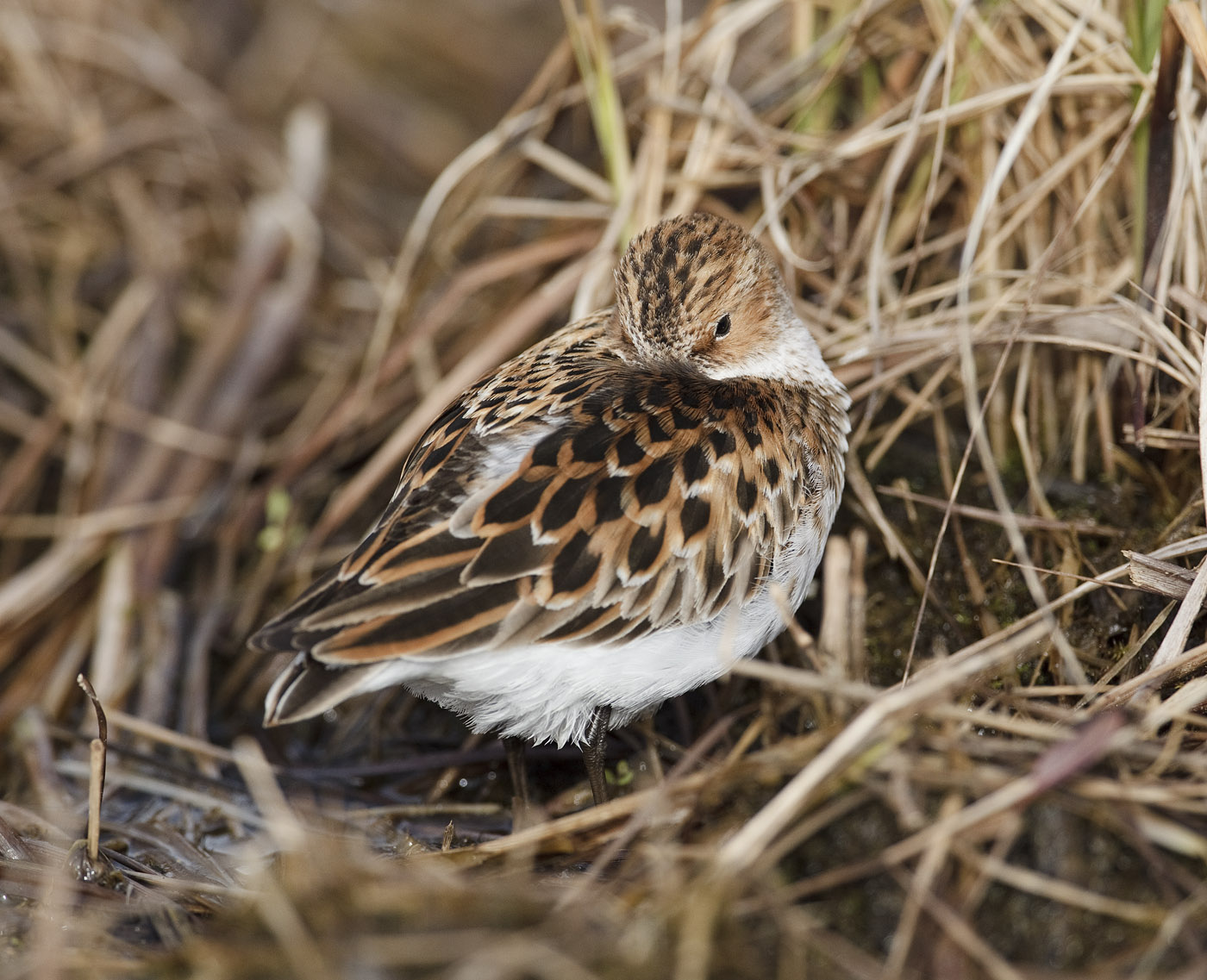 pewit: Little Stints