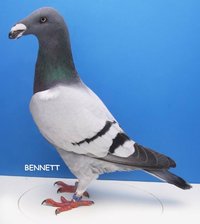 Jenis Burung Merpati Dara Berdasarkan Kemampuan Terbang Ukuran Bentuk Badan Dan Warna Bulu Blognya Mas Adi