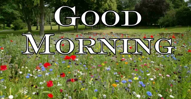 Good Morning flowers Image hd download and share with your friends and family members on facebook and whatsapp for wish very good morning