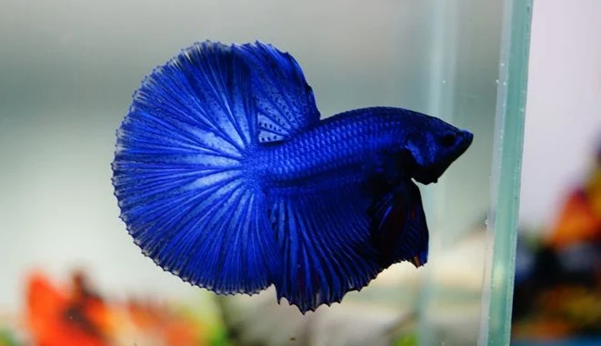 Ikan Cupang Blue Betta - Ikanhiasku.net