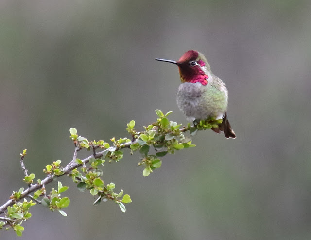 Anna's Hummingbird Anna's Hummingbird