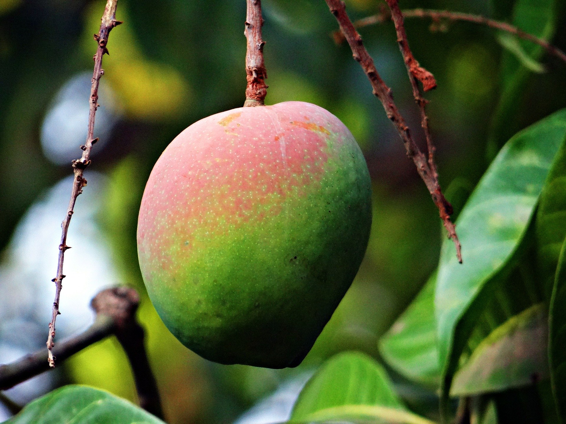 Best fruit trees to plant this summer in your garden Spreadknowledge