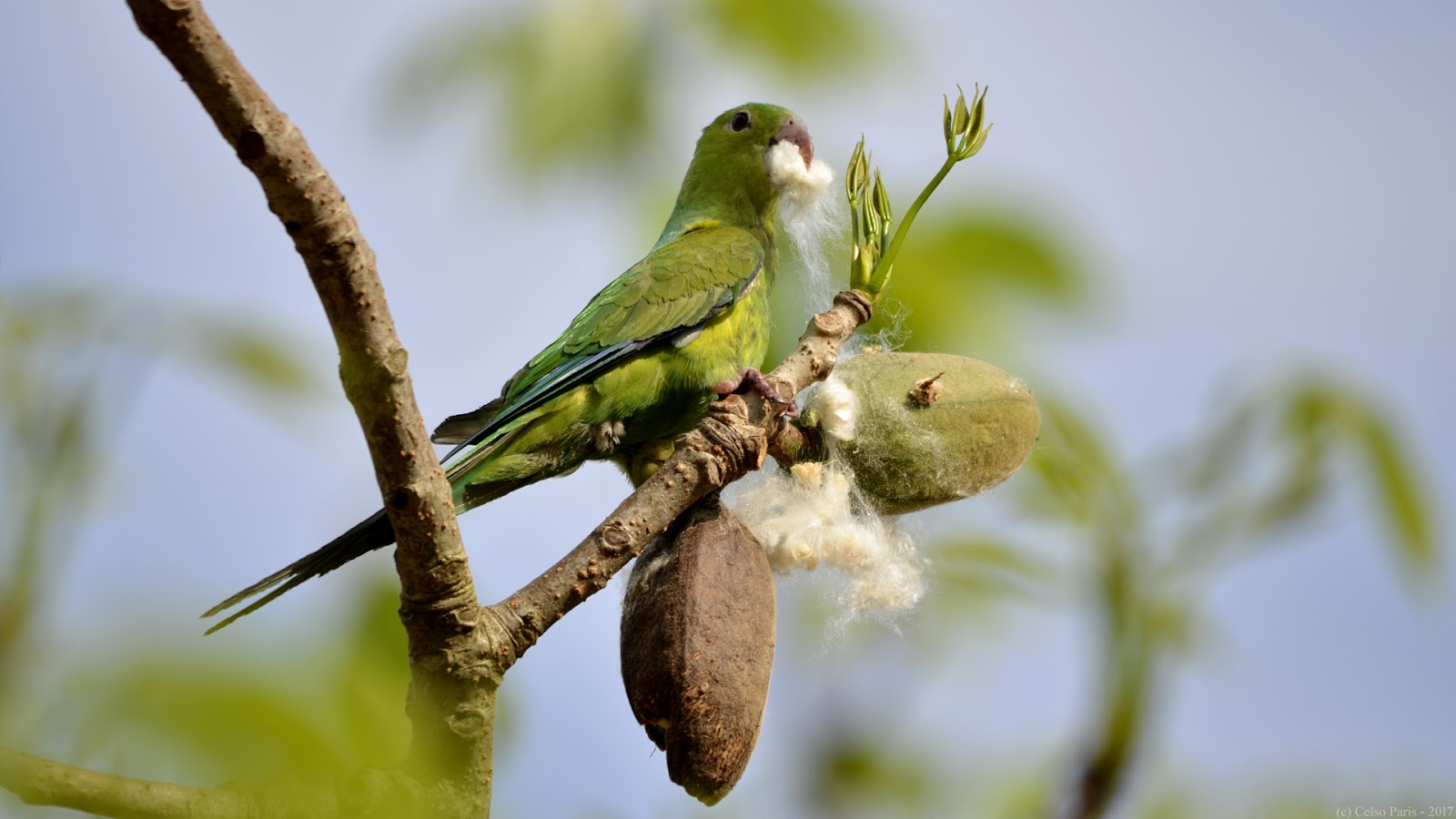 Birds of Southeast Brazil Plain Parakeet Brotogeris tirica (feeding)