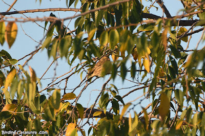 Gafarró (Serinus serinus)