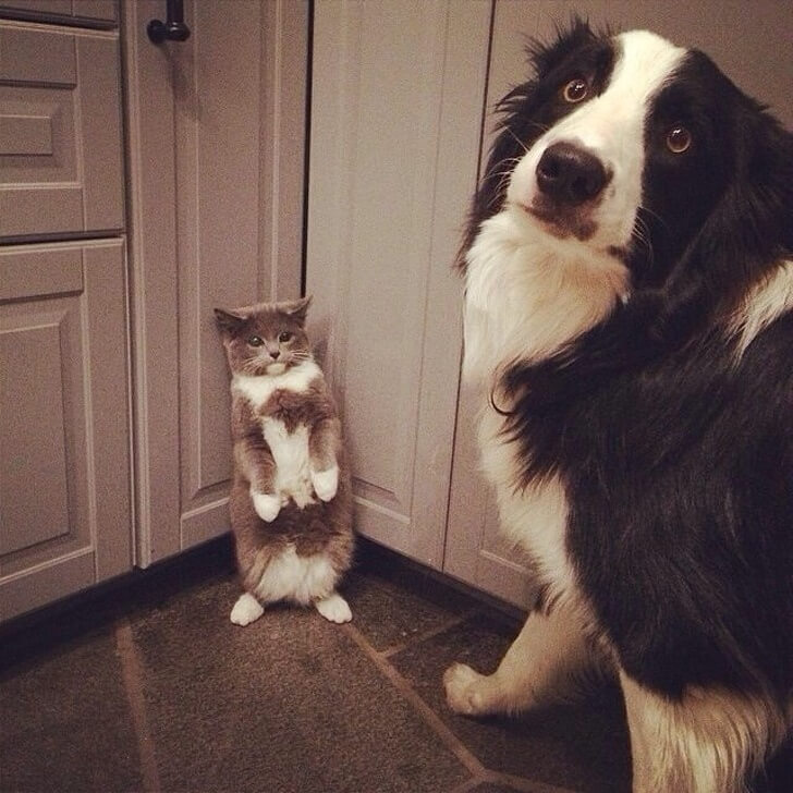 27 Guilty Pets Who Did Not Expect Their Owners To Be Home