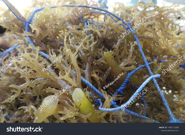 Royalty-free stock image photo Seaweed farmers after harvesting from the sea, the natural seaweed fresh from the sea