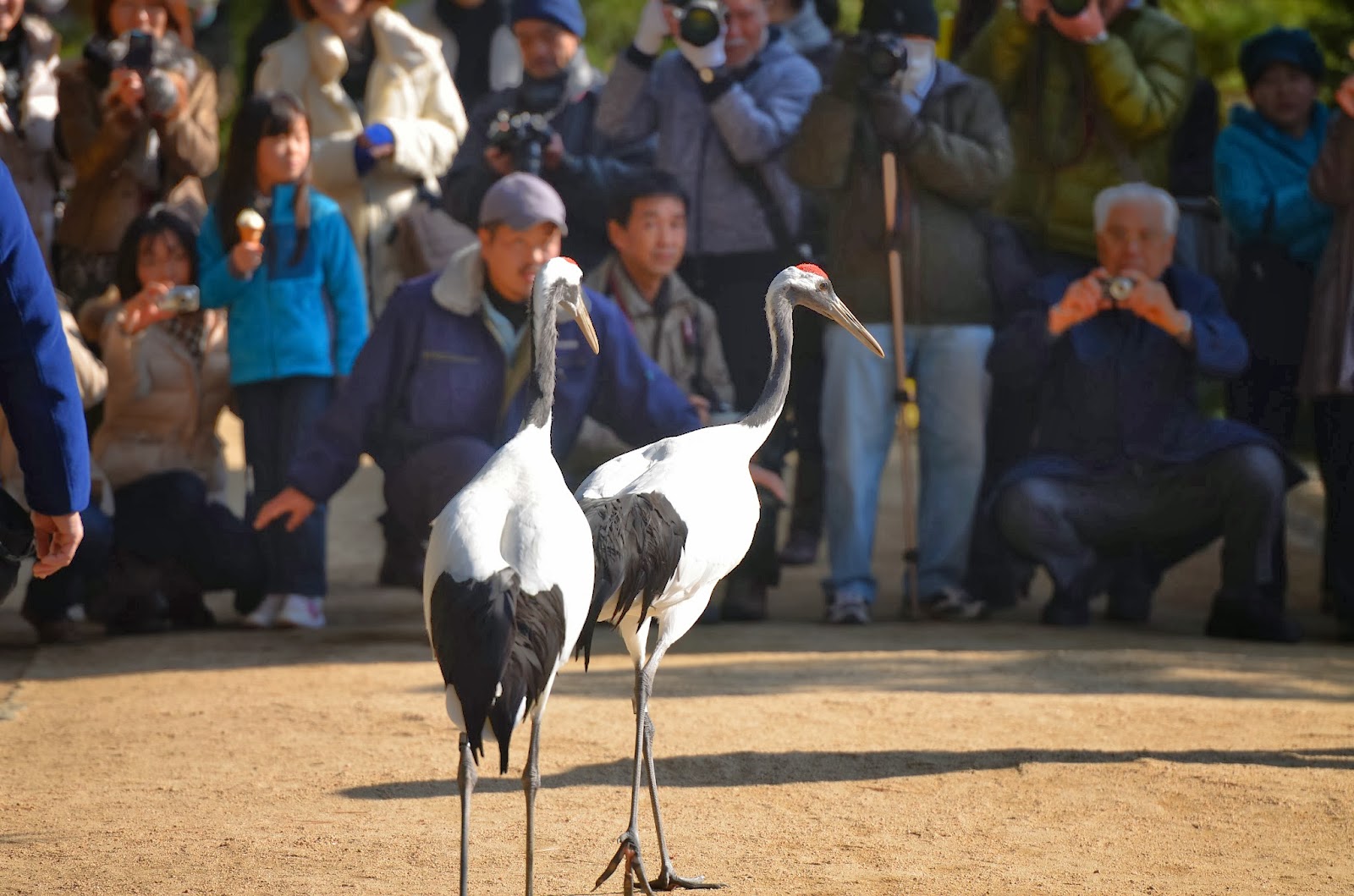 岡山後楽園 １月３日タンチョウの園内散策
