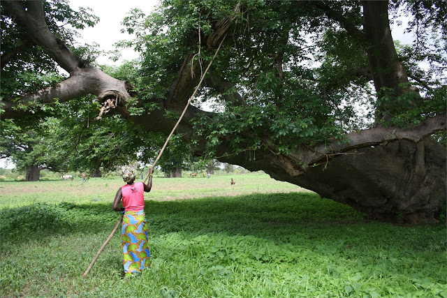 Extrayendo la resina del baobab