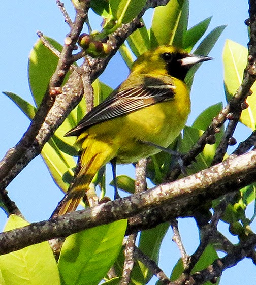 STOKES BIRDING BLOG More Spring Migrants, Sanibel Lighthouse, FL