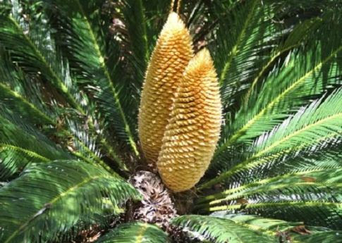 Sebutkan Contoh Tumbuhan Berbiji Terbuka Gymnospermae Terlengkap