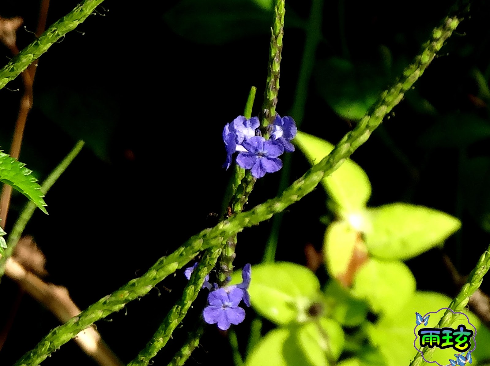 紫花 長穗木 雨玹 痞客邦