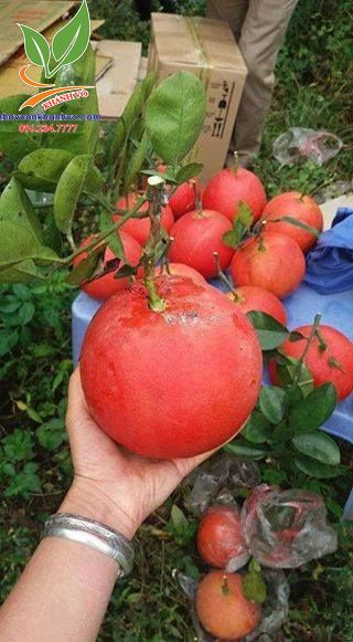 Bưởi đỏ Luận Văn Thanh Hóa ( bưởi tiến Vua ) – (Red Pomelo) 53387357_424264535011368_4019888758248701952_n_result