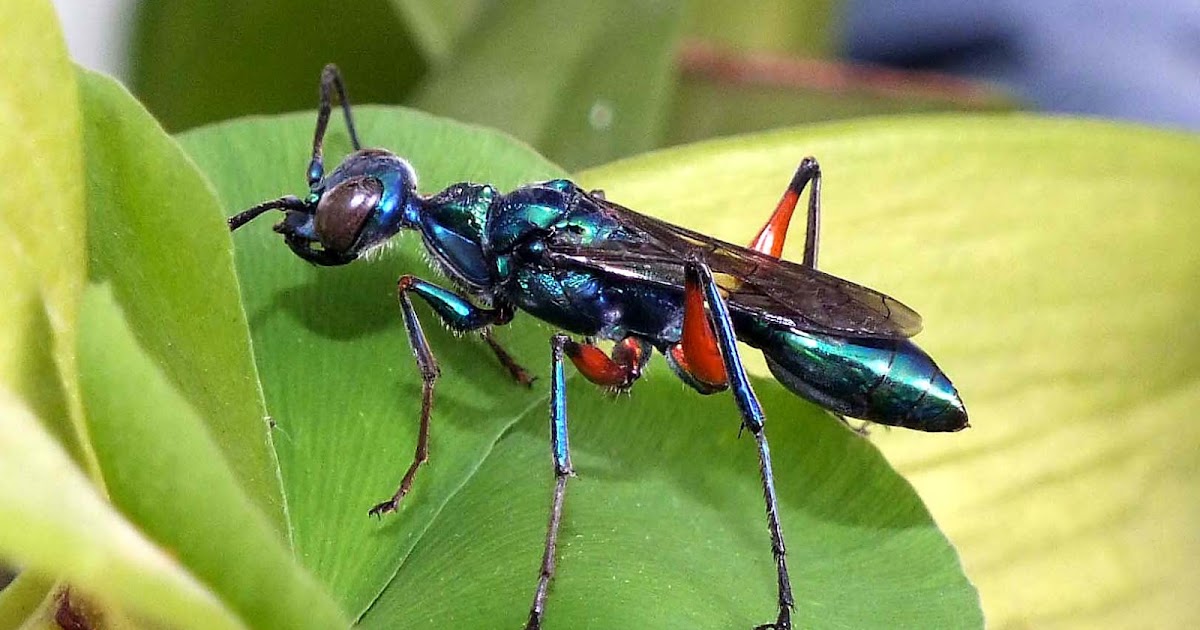 Variety of Life: Ampulicidae