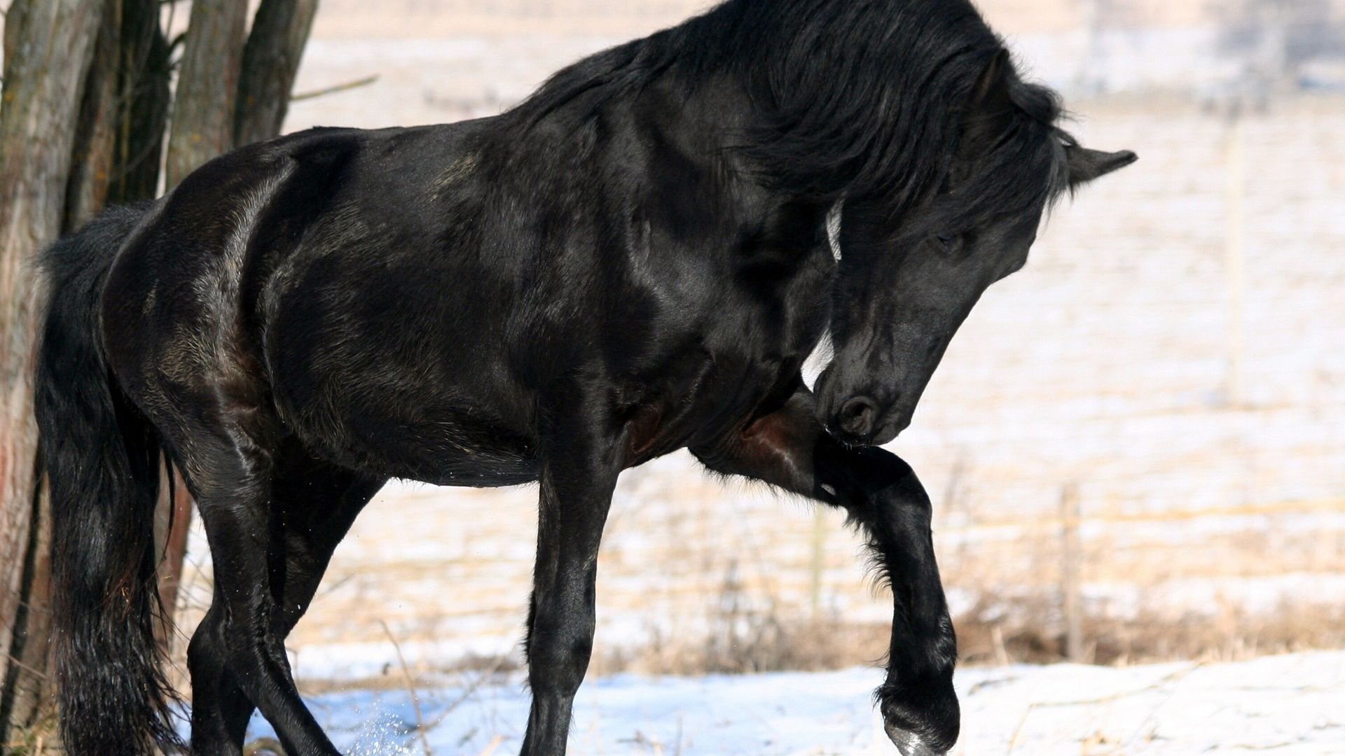 Black Horse | Full HD Desktop Wallpapers 1080p