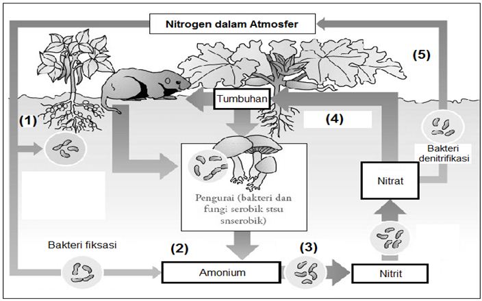 Perhatikan daur Nitrogen berikut! Proses yang akan terganggu bila ...