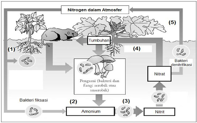 Perhatikan daur Nitrogen berikut! Proses yang akan