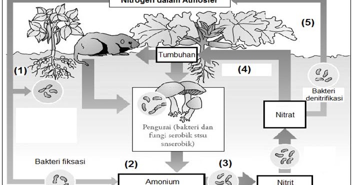 Perhatikan Daur Nitrogen Berikut Proses Yang Akan Terganggu Bila Di Dalam Tanah Tidak Terdapat Bakteri Nitrosomonas Ditunjukkan Oleh Blog Pak Pandani