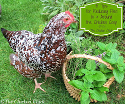 chicken coop chickens flies around chick reduce keeping tips coops fly types animals away runs different fruit controlling plants plant