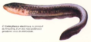 Peixe elétrico ~ Professor Marcelo