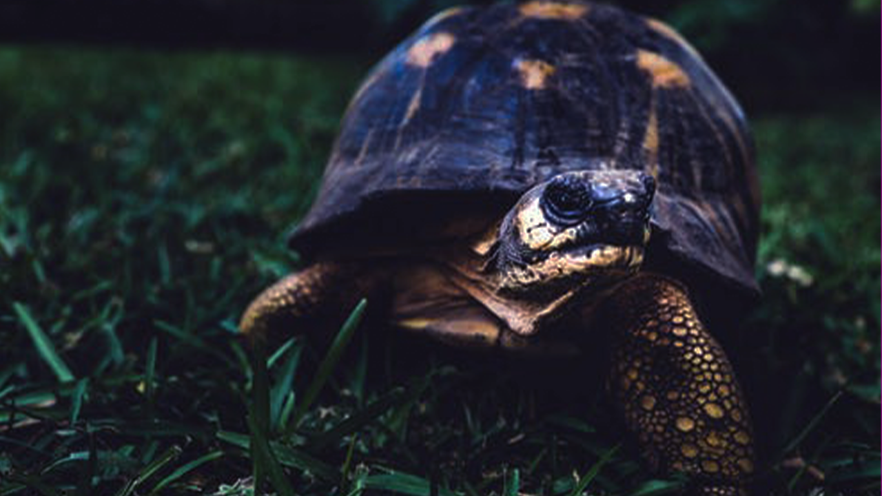 Novel Pets: The Turtle