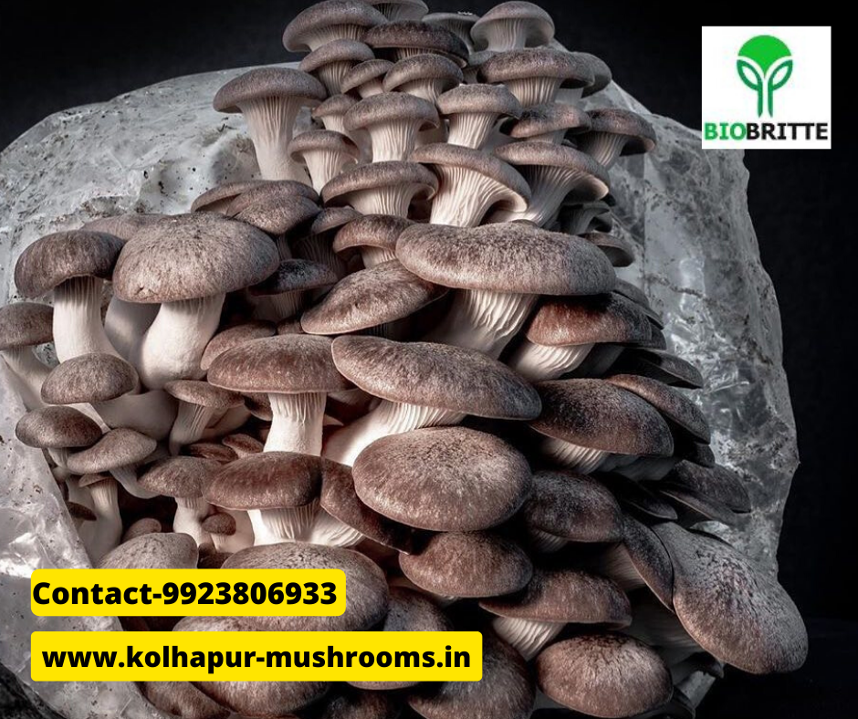 Black Fungus (Wood Ear) Health Benefits Mushroom supply Biobritte mushroom store