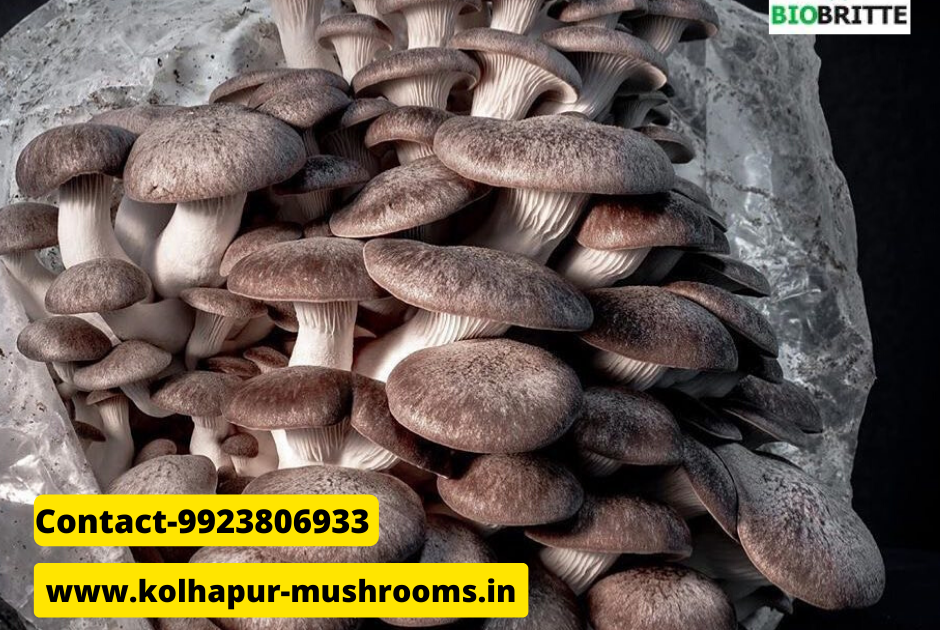 Black Fungus (Wood Ear) Health Benefits Mushroom supply Biobritte