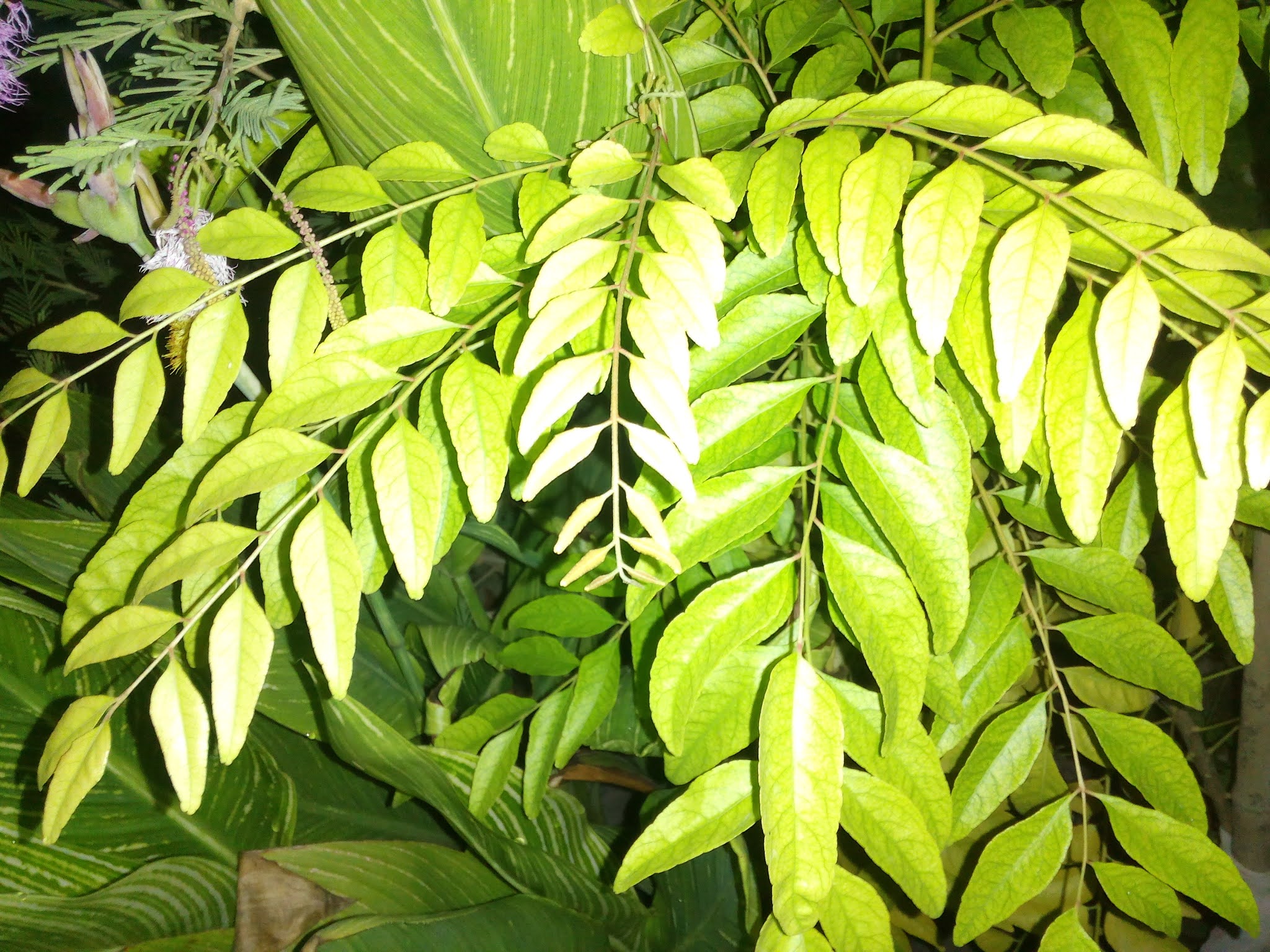 How much neem leaf to take daily image
