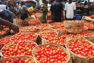 tomatoes%2Bnigeria