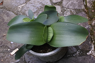 マユハケオモト