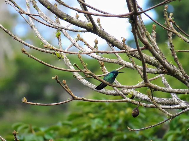 Costa Rica Birds: Lesser Violetear