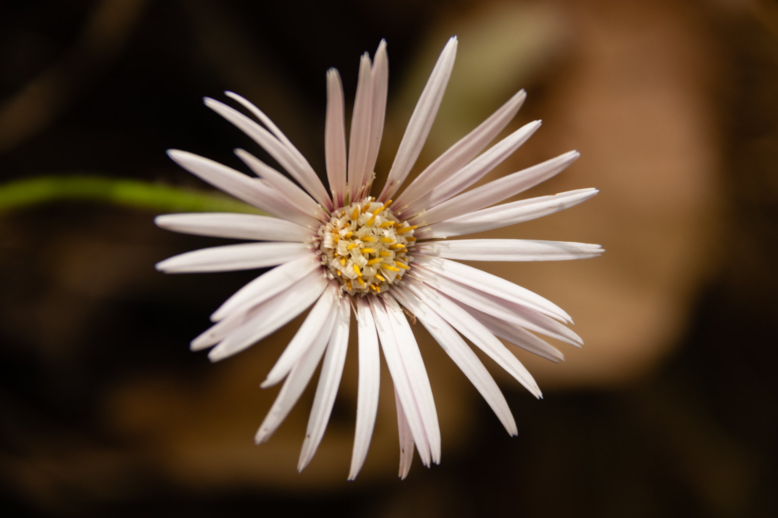 Gerbera viridifolia - Blushing barberton daisy - White barberton daisy care and culture