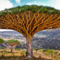 Mengungkap Misteri Pulau Socotra, Planet Alien Atau Persembunyian Dajjal
