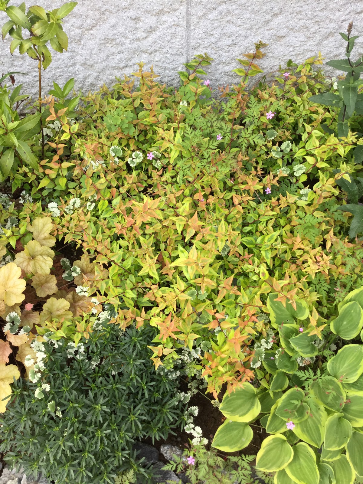 Robot529の庭日記 5月のアベリア カレイドスコープ