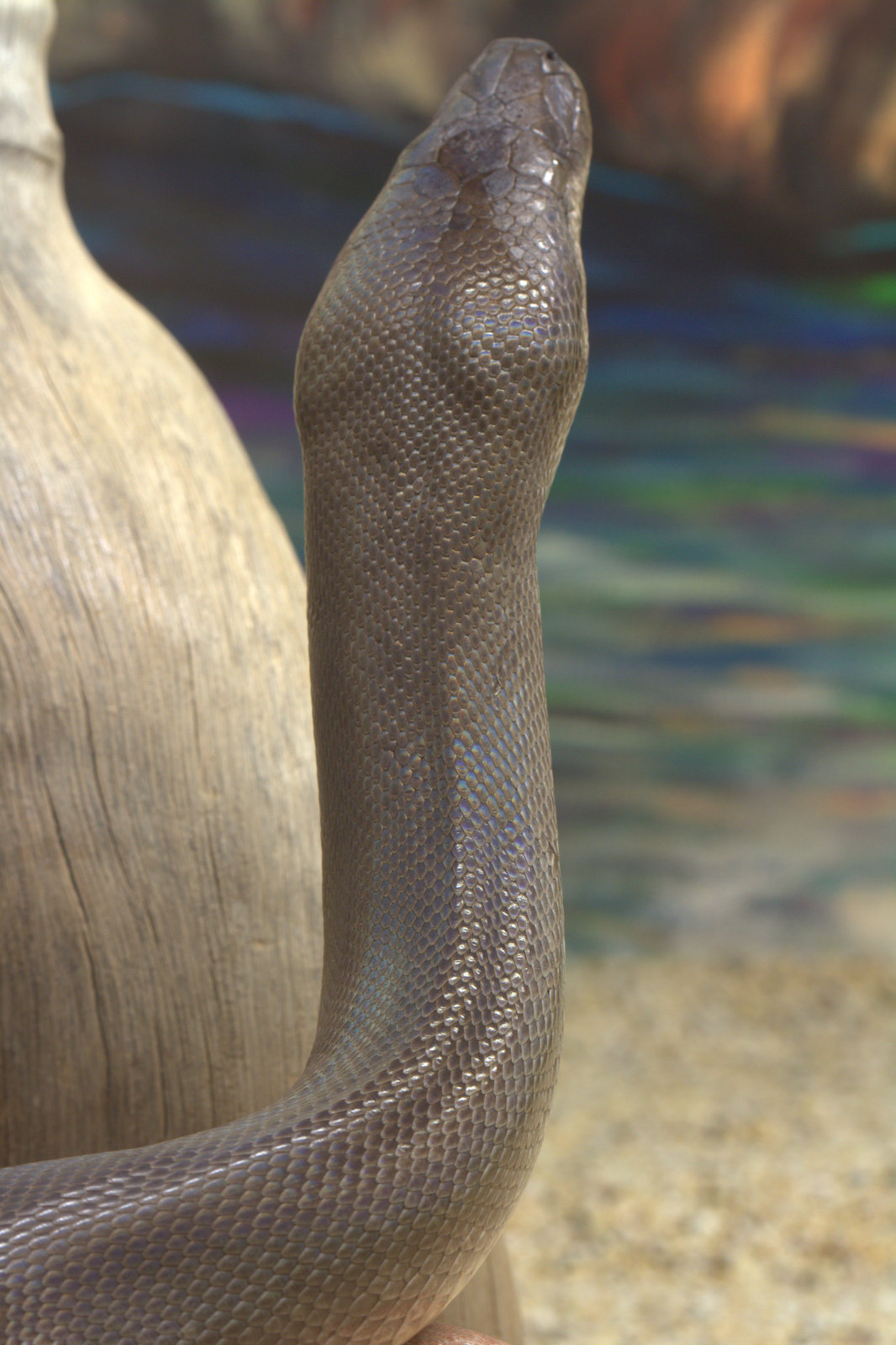 jankazblogspot: Python - Reptile Park