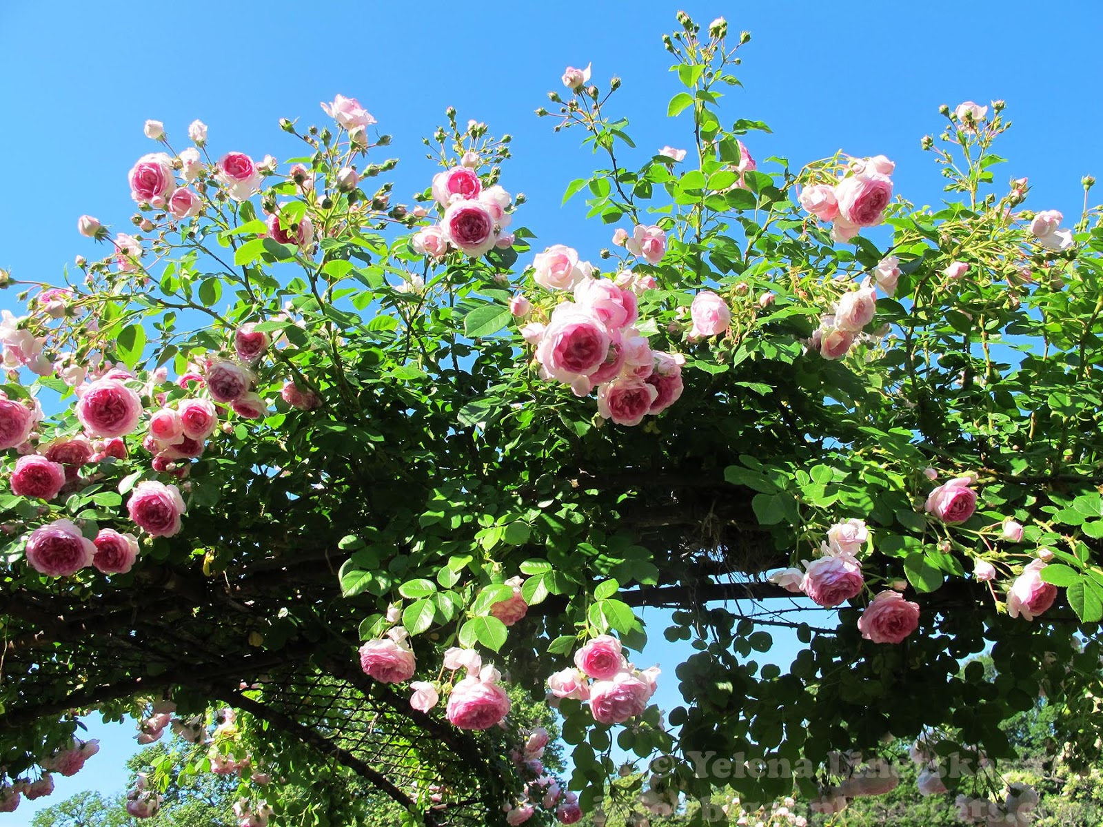 Big Apple Secrets Best place in New York to enjoy the roses