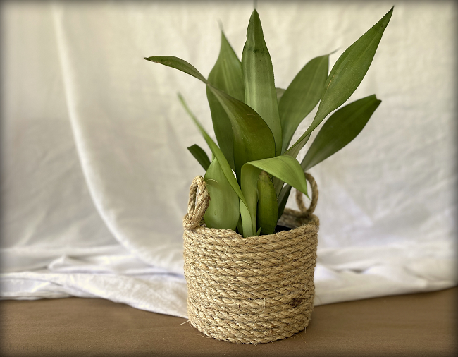 WobiSobi Easy Rope Basket Planter