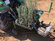 Planting Olive trees